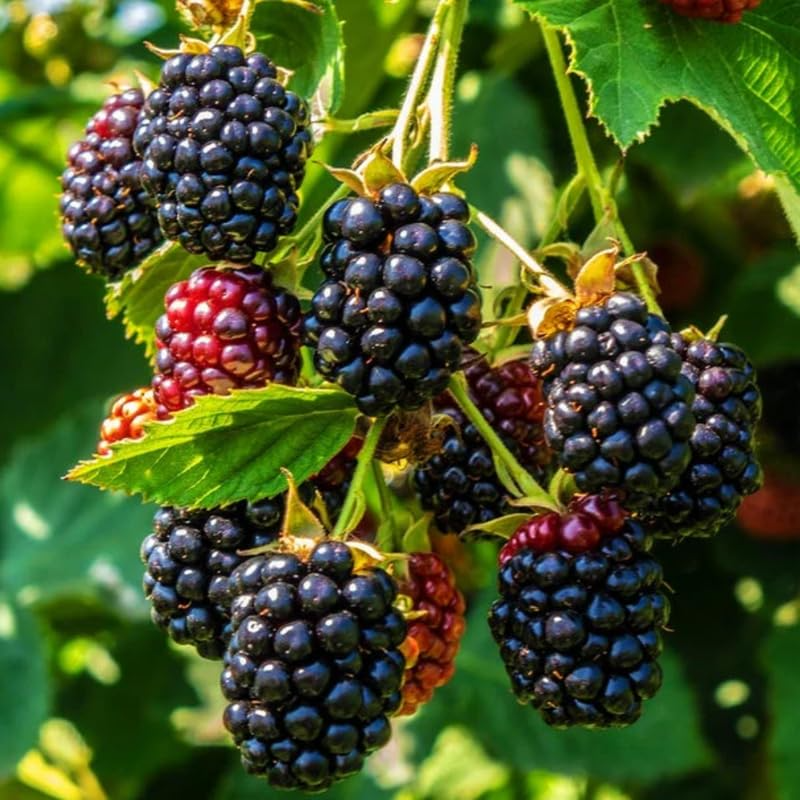 Triple Crown Blackberry Cuttings 8-10" Unrooted Grafting Propagation Rubus fruticosus
