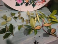 Variegated Hoya Lacunosa Cutting, Unrooted Houseplant Propagation, Exact Plant, Indoor Plant Starter, Rare Hoya Plant