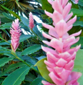 Arabic Ginger Rhizome - Fast-Grow Tropical Plant with Red Flowers, Alpinia purpurata, Zones 7-10