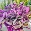Unrooted Tradescantia Nanouk Cuttings 3-4 Inches, Pink Wandering Jew, Easy Houseplant, Trailing Vine, Propagation Plant