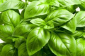 Italian Large Leaf Basil Seeds – Heirloom Non-GMO Herb Seeds for Pesto & Culinary Use, Ocimum basilicum