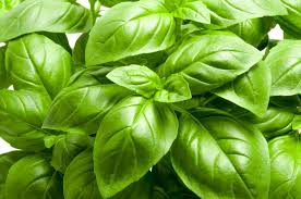 Italian Large Leaf Basil Seeds – Heirloom Non-GMO Herb Seeds for Pesto & Culinary Use, Ocimum basilicum