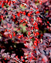 Japanese Barberry Bush Cuttings - Organic Unrooted 6-9 Inch Berberis Thunbergii with Edible Berries for Propagation