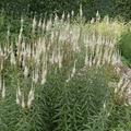 Veronicastrum virginicum Seeds – Culver's Root Native Wildflower with Tall White Flower Spikes for Pollinator Gardens & Rain Gardens