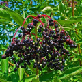 Rooted Elderberry Cuttings – Organic Sambucus nigra, Wild Elderberry Plants for Home Garden, Non-GMO, Hardy, Fresh, Rare Variety