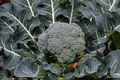 Broccoli Waltham Seeds – 1g Heirloom, Cold Hardy, High Yield, Tender Florets, Garden & Container Planting, Brassica oleracea