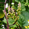 Malabar Spinach Seeds Red Stem 500mg – Basella alba/rubra Heirloom Vegetable for Summer Gardening & Edible Greens