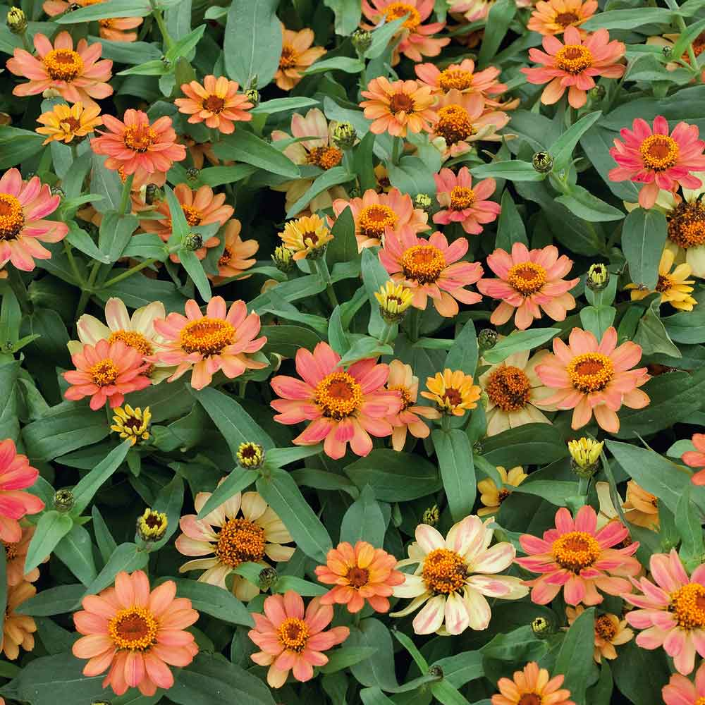 Profusion Apricot Zinnia Seeds – Soft Orange-Peach Blooms, Heat-Tolerant, Compact Annual, Zinnia hybrida, 100+ Seeds