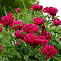 Peony 'Kansas' Bare Roots 3-5 Eyes Bright Red Double Blooms APS Gold Medal Winner