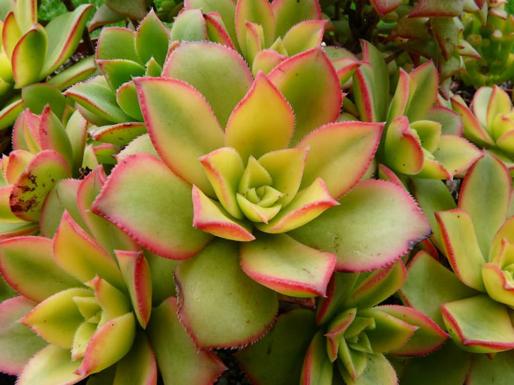 Succulent Plants | 3 Rooted Aeonium haworthii ‘Dream Color’ Kiwi Variegated Rosettes Drought-Tolerant