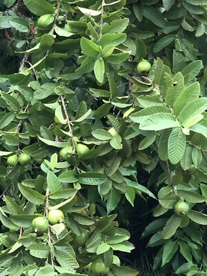 White Guava Tree Seedling - Potted Tropical Fruit Tree with Edible White Guava - Psidium guajava