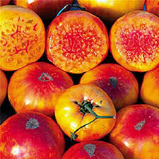 30 Hillbilly Tomato Seeds – Heirloom Beefsteak, Yellow-Orange with Red Stripes, Indeterminate Solanum lycopersicum