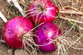 Red Creole Onion Seeds - Heirloom, Non-GMO, Short-Day, Allium Cepa, Spicy, Long-Storing, Cajun & Salsa Onion Seeds