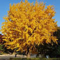 Ginkgo Tree Bare Root Plant 1-2 Feet Ginkgo biloba Deciduous Shade Tree