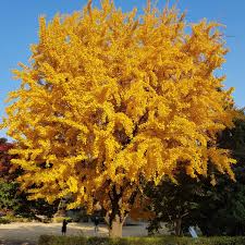 Ginkgo Tree Bare Root Plant 1-2 Feet Ginkgo biloba Deciduous Shade Tree