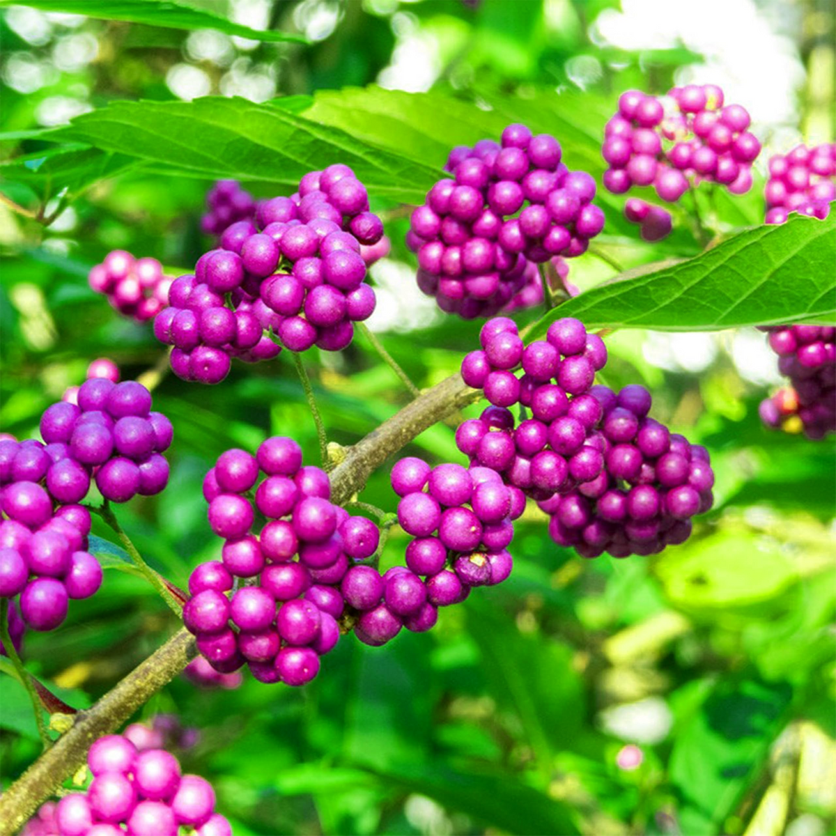Live Purple American Beautyberry Bush, 1-2 ft Starter Plant, Edible Berries, Wildlife Attractant, Drought-Tolerant Callicarpa