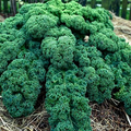 Dwarf Blue Curled Scotch Kale Seeds – Non-GMO Heirloom, Cold Hardy, Nutritious Greens, Fast-Growing Brassica oleracea