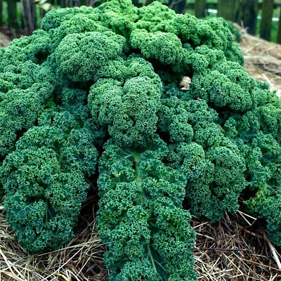 Dwarf Blue Curled Scotch Kale Seeds – Non-GMO Heirloom, Cold Hardy, Nutritious Greens, Fast-Growing Brassica oleracea