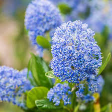 Ceanothus California Lilac Cuttings – 3 Unrooted 6-Inch Drought-Tolerant Blue Flower Shrubs for USDA Zones 7-10