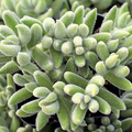 Crassula Mesembryanthemoides ‘Moonglow’ Bare Root Succulent – Fuzzy Green Leaves, Compact Growth, Rare Easy-Care Plant