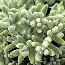 Crassula Mesembryanthemoides ‘Moonglow’ Bare Root Succulent – Fuzzy Green Leaves, Compact Growth, Rare Easy-Care Plant