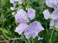 Royal Lavender Sweet Pea Seeds – Fragrant Lavender Purple Blooms, Climbing Annual for Gardens & Bouquets, Lathyrus odoratus