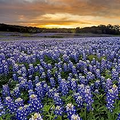 Texas Bluebonnet Seeds – Lupinus texensis 1g for Planting, Native Wildflower, Spring Bloom, Pollinator Friendly, State Flower of Texas