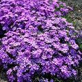 Purple Beauty Moss Phlox Seeds – Perennial Groundcover with Lavender-Purple Spring Blooms – Phlox subulata – 100+ Seeds for Borders & Slopes