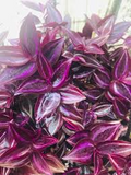 5+ Unrooted Wandering Jew Burgundy Cuttings | Tradescantia zebrina Purple Foliage | Easy Propagation Indoor Garden