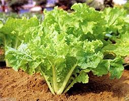 500mg Frilly Leaf Pak Choi Fun Jen Seeds Hybrid Brassica rapa - Non-GMO Asian Greens for Salads, Stir-Fries, Easy to Grow Vegetable