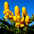 20 Candle Bush Seeds Cassia Alata Fast-Growing Tropical Shrub Butterfly Flower Pollinator Plant
