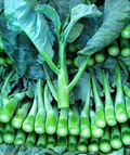 150 Seeds Wan Shen Kailan Brassica oleracea var. alboglabra Open Pollinated Asian Green for Gardening & Culinary Use