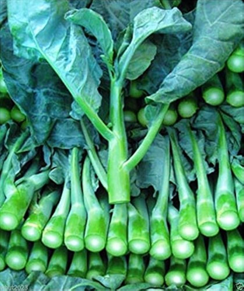 150 Seeds Wan Shen Kailan Brassica oleracea var. alboglabra Open Pollinated Asian Green for Gardening & Culinary Use