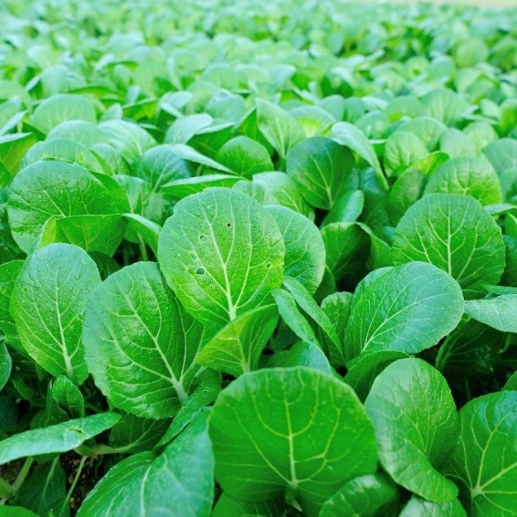 500 Canton Pak Choi Cabbage Seeds – Brassica rapa, Tender Asian Greens, Fast-Growing, Non-GMO, Mild Flavor, Perfect for Stir-Fries