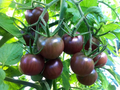 Black Cherry Tomato Seeds | Heirloom, Non-GMO | 1-Inch Fruit | Solanum Lycopersicum | USDA Zones 3-10