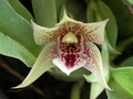 Promenaea riograndensis Miniature Orchid Seedling in 2” Pot, Tropical Blooming Orchid, Collector’s Indoor Plant