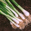 Evergreen Bunching Onion Seeds Allium fistulosum Heirloom Non-GMO Fast-Growing Green Onion Seeds