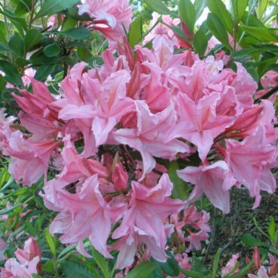 Spring Sensation Aromi Azalea Live Starter Plant - Deciduous Hybrid with Soft Pink Fragrant Flowers, Zones 6-9