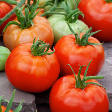 Tomato Seeds Ace 55 Heirloom Low-Acid High-Yield Disease-Resistant for Garden & Containers