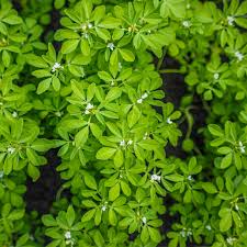 Fenugreek Herb Seeds – Trigonella foenum-graecum – Aromatic Culinary Herb, Fast-Growing, Non-GMO, Easy to Grow