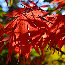 Acer Grosseri Var. Hersii Seeds – Rare Hardy Maple for Bonsai, Landscaping & Gardens, 10 Pack