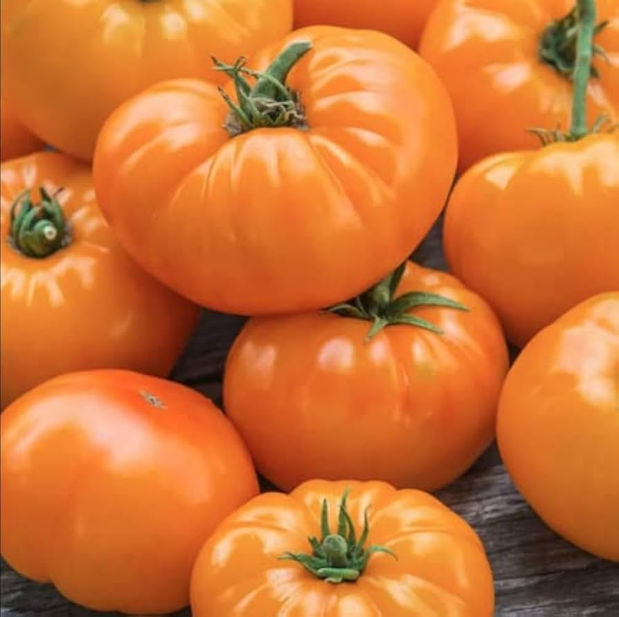 30 Amana Orange Tomato Seeds – Heirloom Beefsteak, High-Yielding, Slicing, Solanum lycopersicum