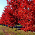 Red Sunset Japanese Maple Tree Seeds – Acer rubrum, Fast-Growing Shade Tree for Landscaping & Bonsai