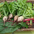Turnip Seven Top Seeds 1g Heirloom Brassica rapa Nutritious Greens Fast Growing Cold Hardy for Garden & Containers