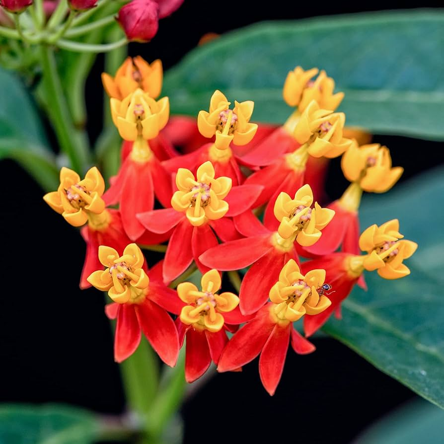 100 Seeds Tropical Bloodflower Milkweed Asclepias curassavica - Monarch Butterfly Host Plant, Pollinator Attractant, Non-GMO, Vibrant Flowers