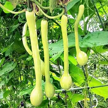 Tromboncino Squash Seeds - Heirloom Italian Variety - Prolific, Space-Saving, Container-Friendly, Edible Flowers, Cucurbita moschata