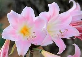 Amaryllis Belladonna Pink Naked Lady Bulb – Fragrant Pink Blooms, Rock Garden Plant, USDA Zones 8-11, Summer Flowering Bulb