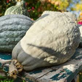 Blue Hubbard Squash Seeds – Heirloom Winter Squash for Roasting, Baking & Soups – Cucurbita maxima