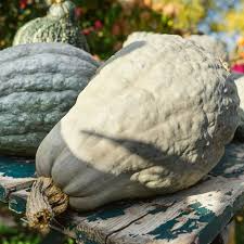 Blue Hubbard Squash Seeds – Heirloom Winter Squash for Roasting, Baking & Soups – Cucurbita maxima