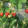 Seascape Strawberry Everbearing Bare Root Plants – 10 Live Fruit Plants, Juicy Berries, Disease Resistant, USDA Zones 4-9